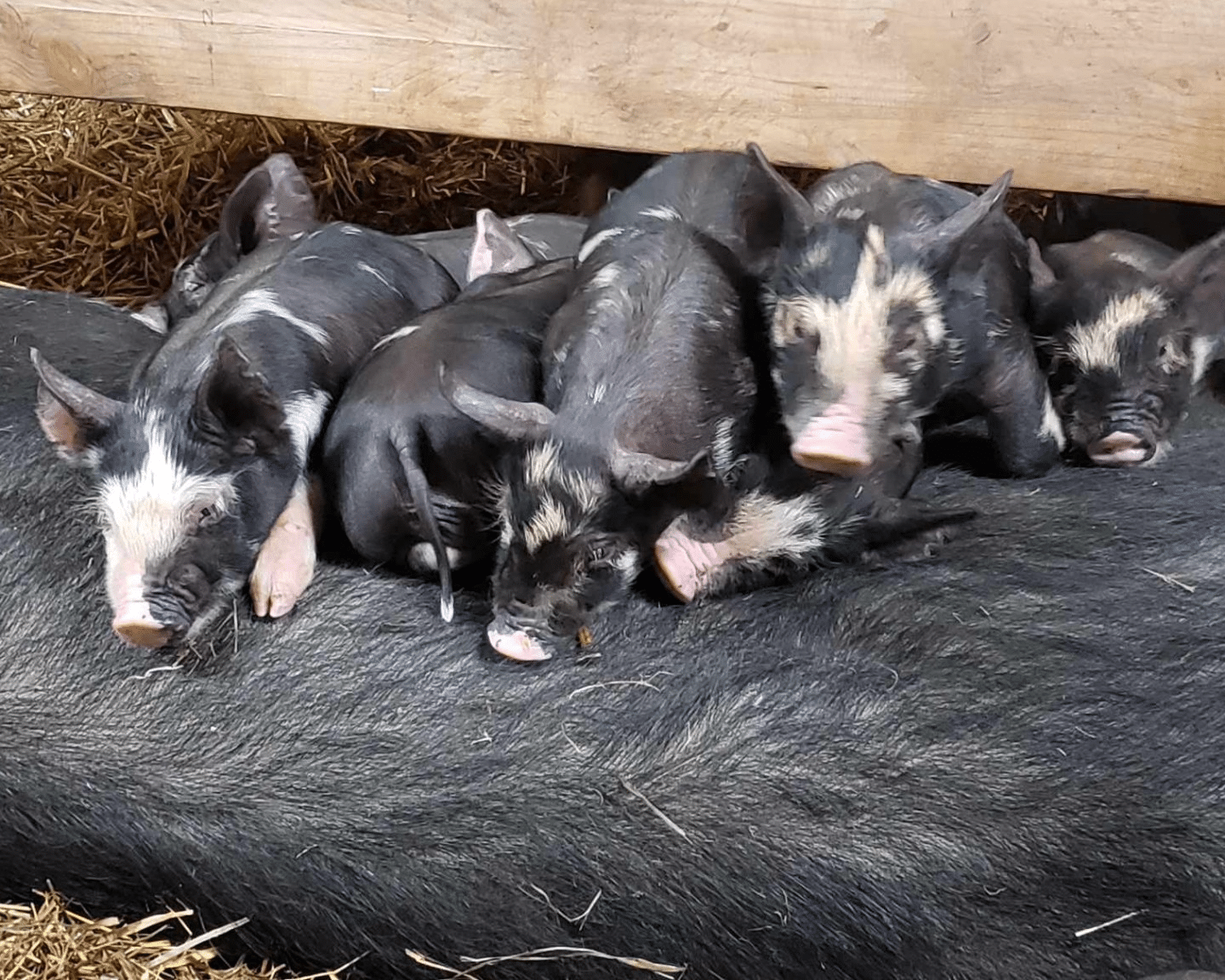 Piglets at Honey Brook Farm.