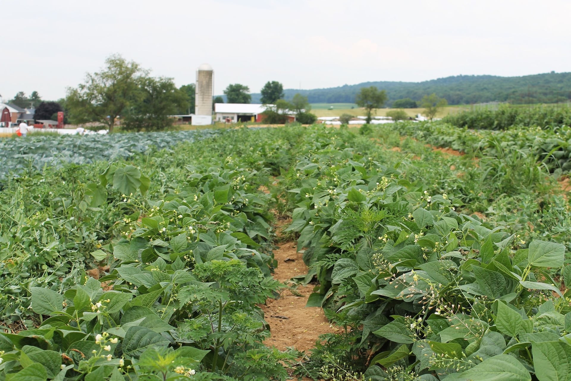 Ardry Farms fields in Centre County.