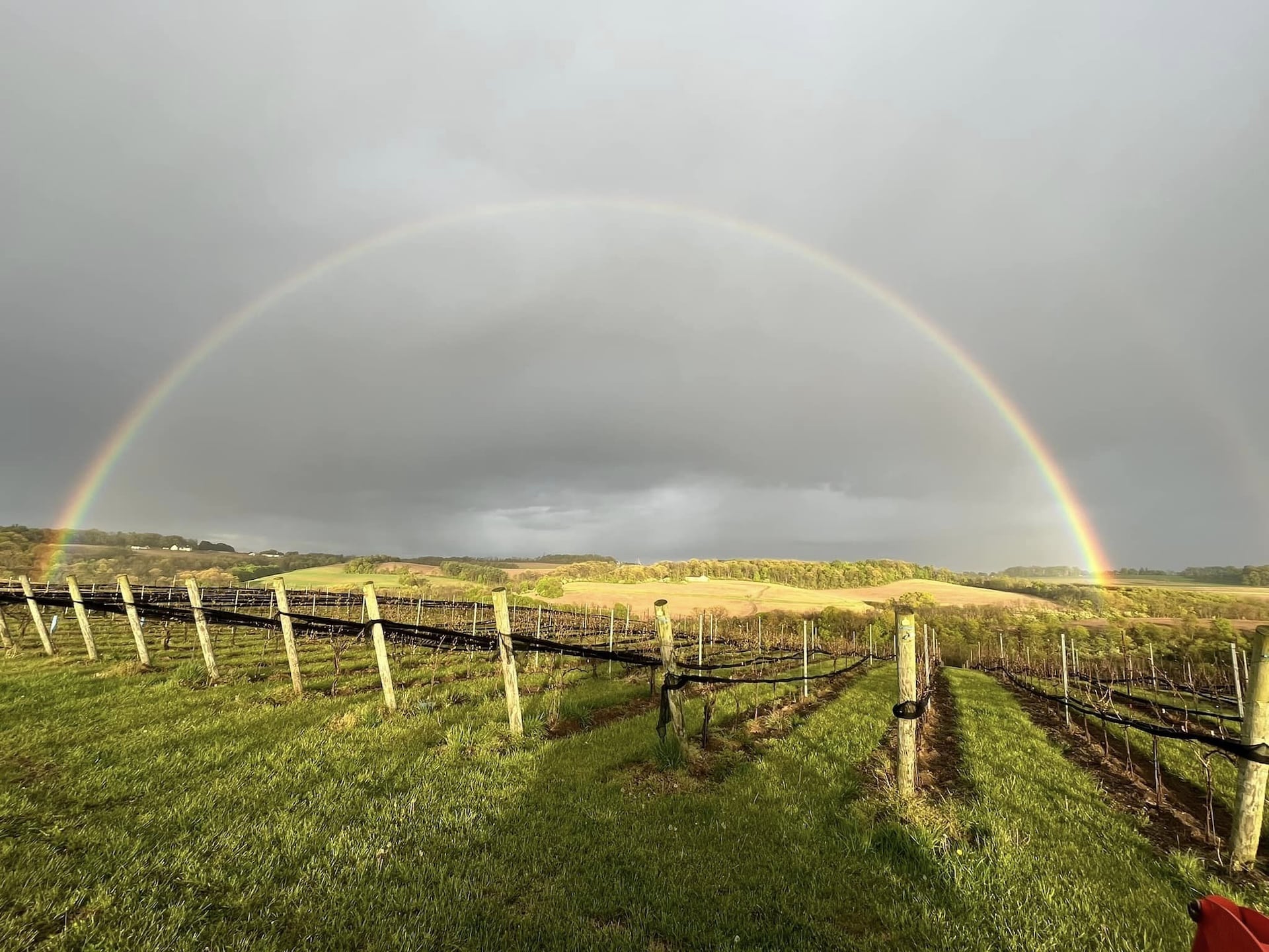A rainbow over the vines at Weathered Vineyards & Winery.
