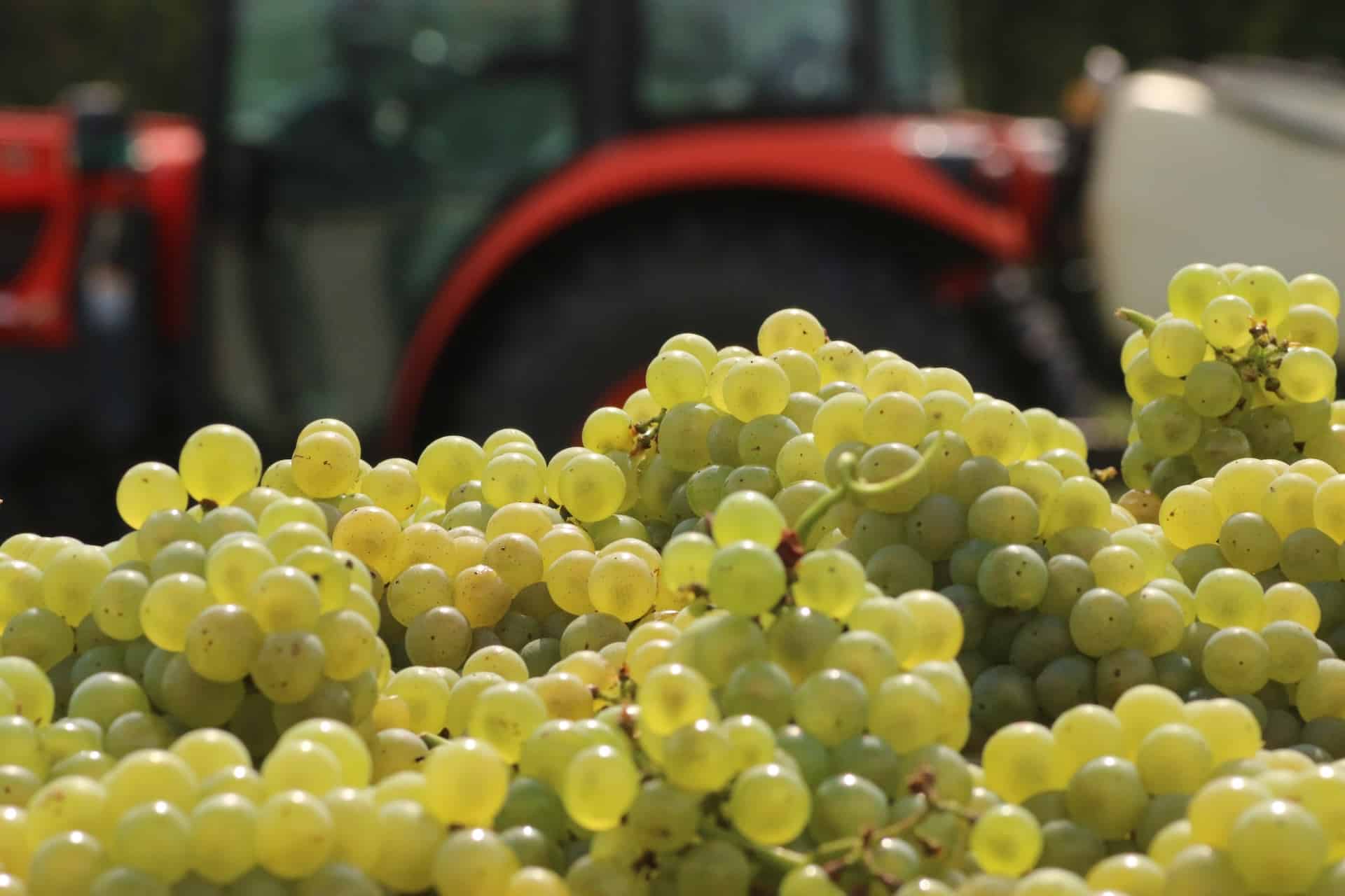 White wine grapes at Weathered Vineyards & Winery.