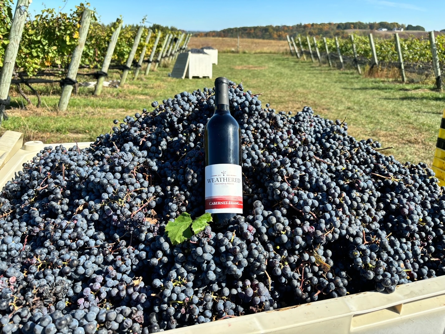 Cabernet Franc bottle in a bed of wine grapes at Weathered Vineyards & Winery.