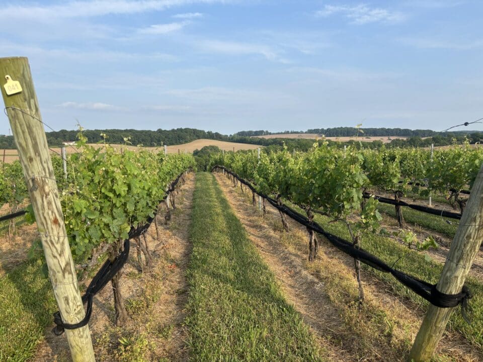 A view of the vines at Weathered Vineyards and Winery.