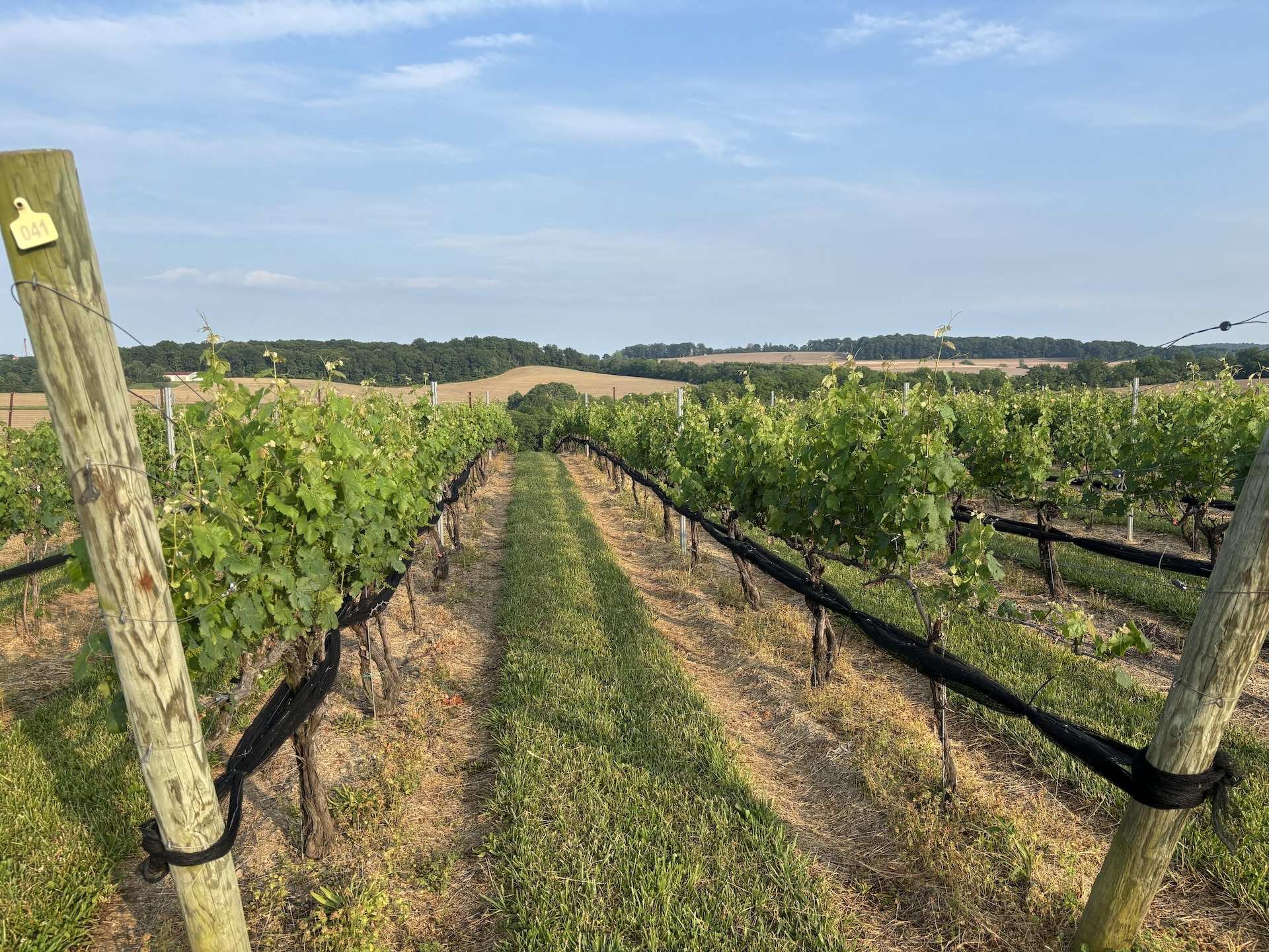 A view of the vines at Weathered Vineyards and Winery.