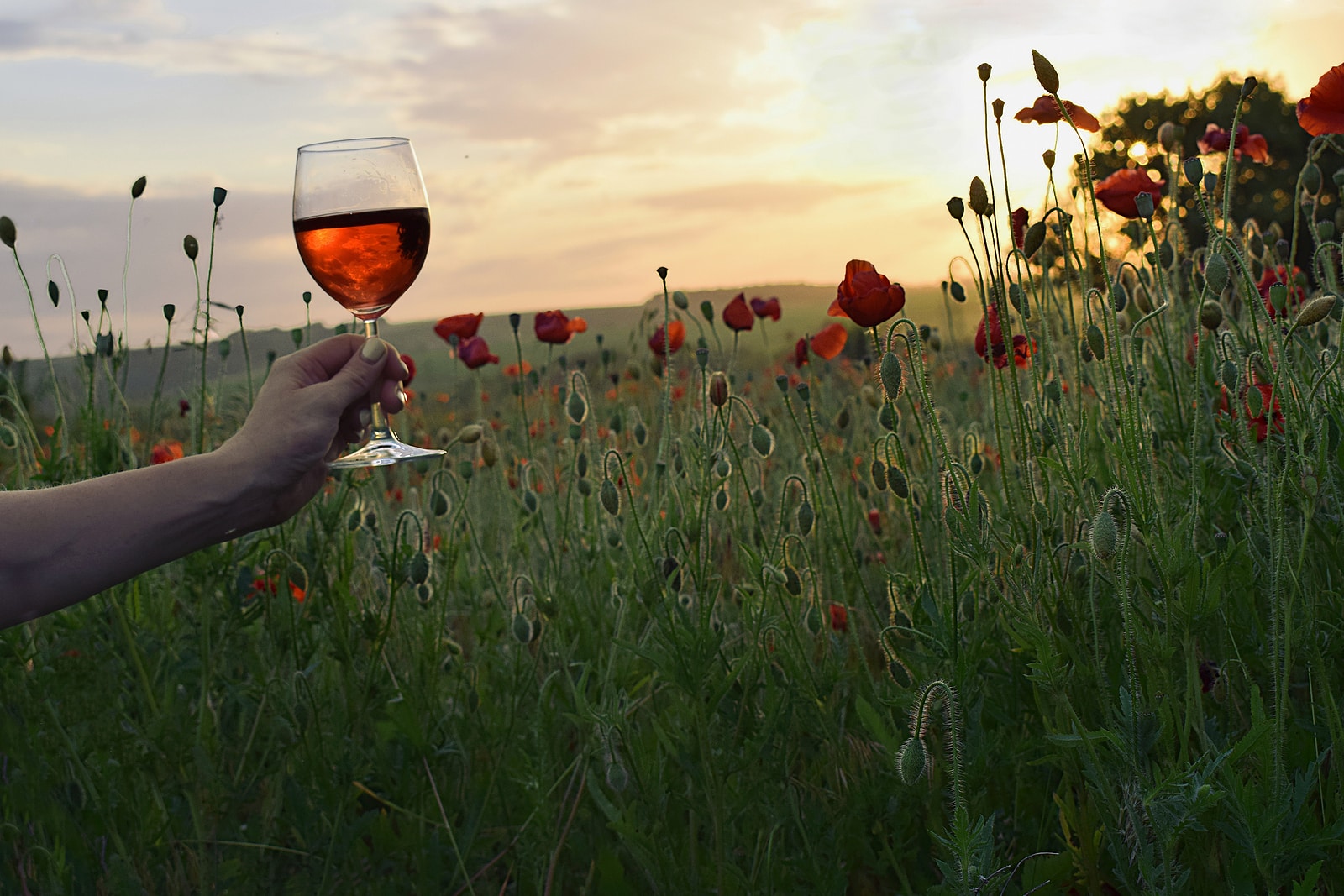 A glass of red wine against the sunset sky and a field with blooming red poppies.