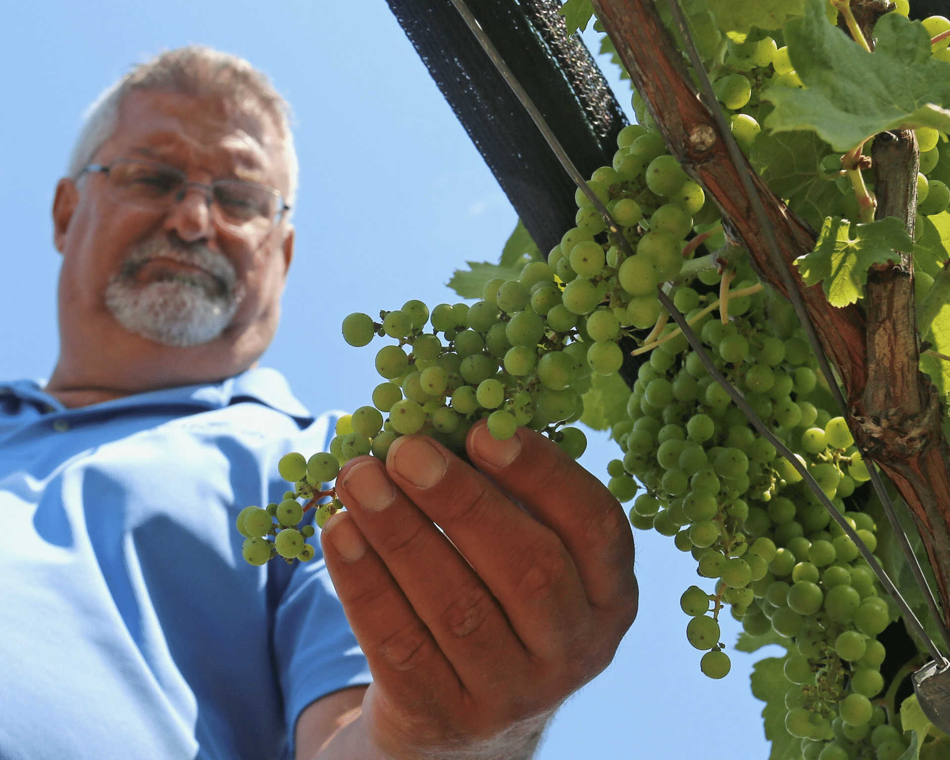 Rich Woolley looks at wine grapes at Weathered Vineyards & Winery.