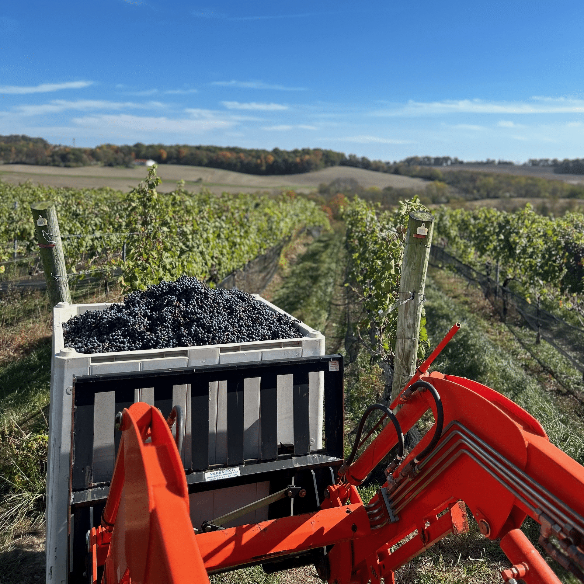 Grapes collected at Weathered Vineyards & Winery.