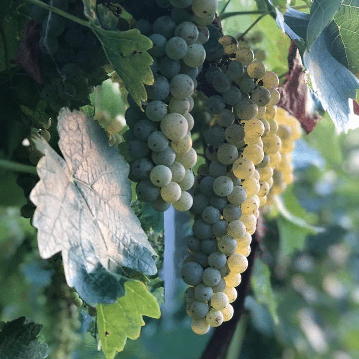 Vidal blanc at The Winery at the Long Shot Farm.