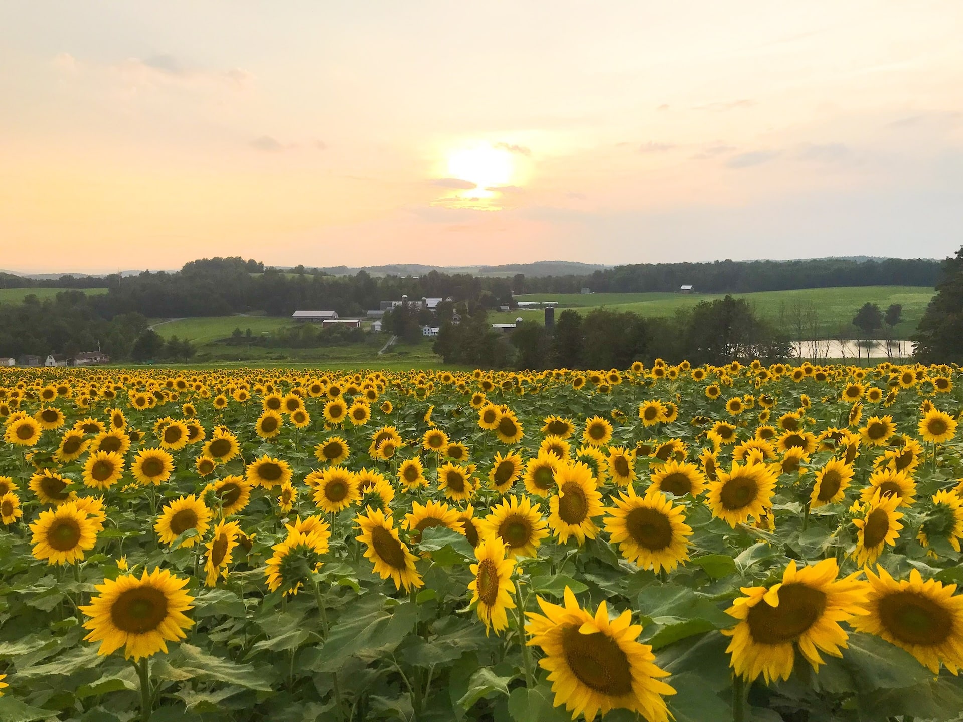 The sunflower fields at Brown Hill Farms.
