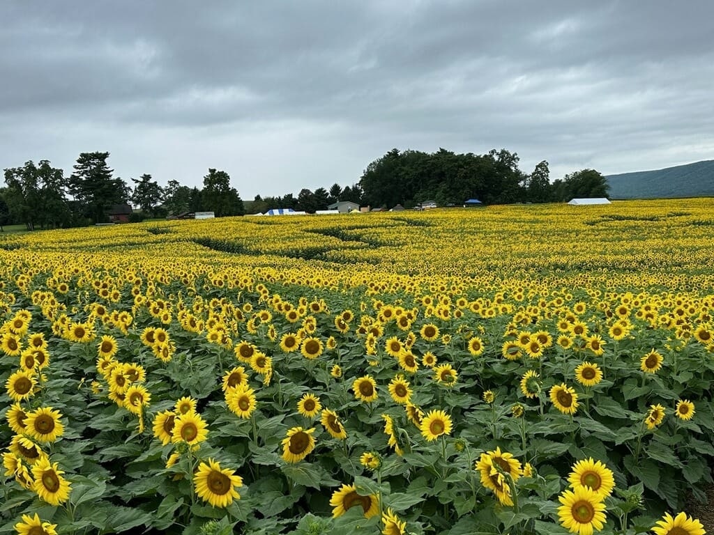 Sunflower fields at The Farmer's Dotterer.