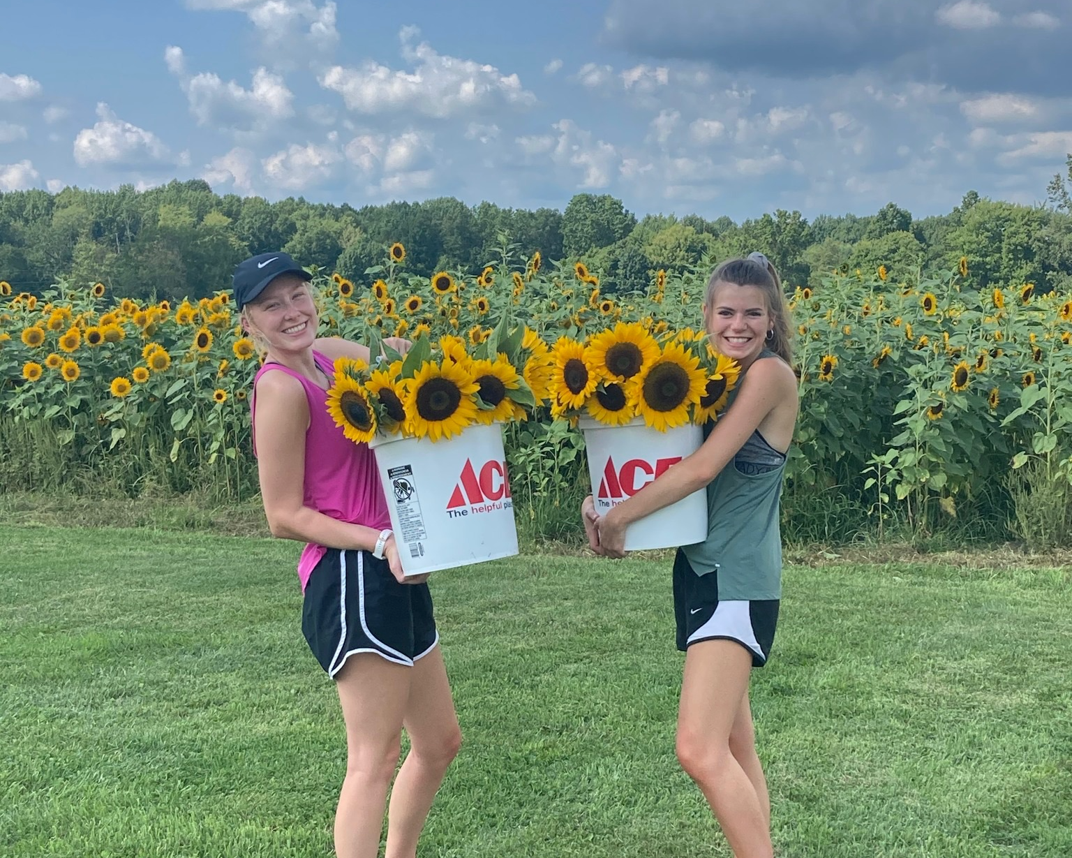 Freshly picked sunflowers and field at Fair Haven Farms