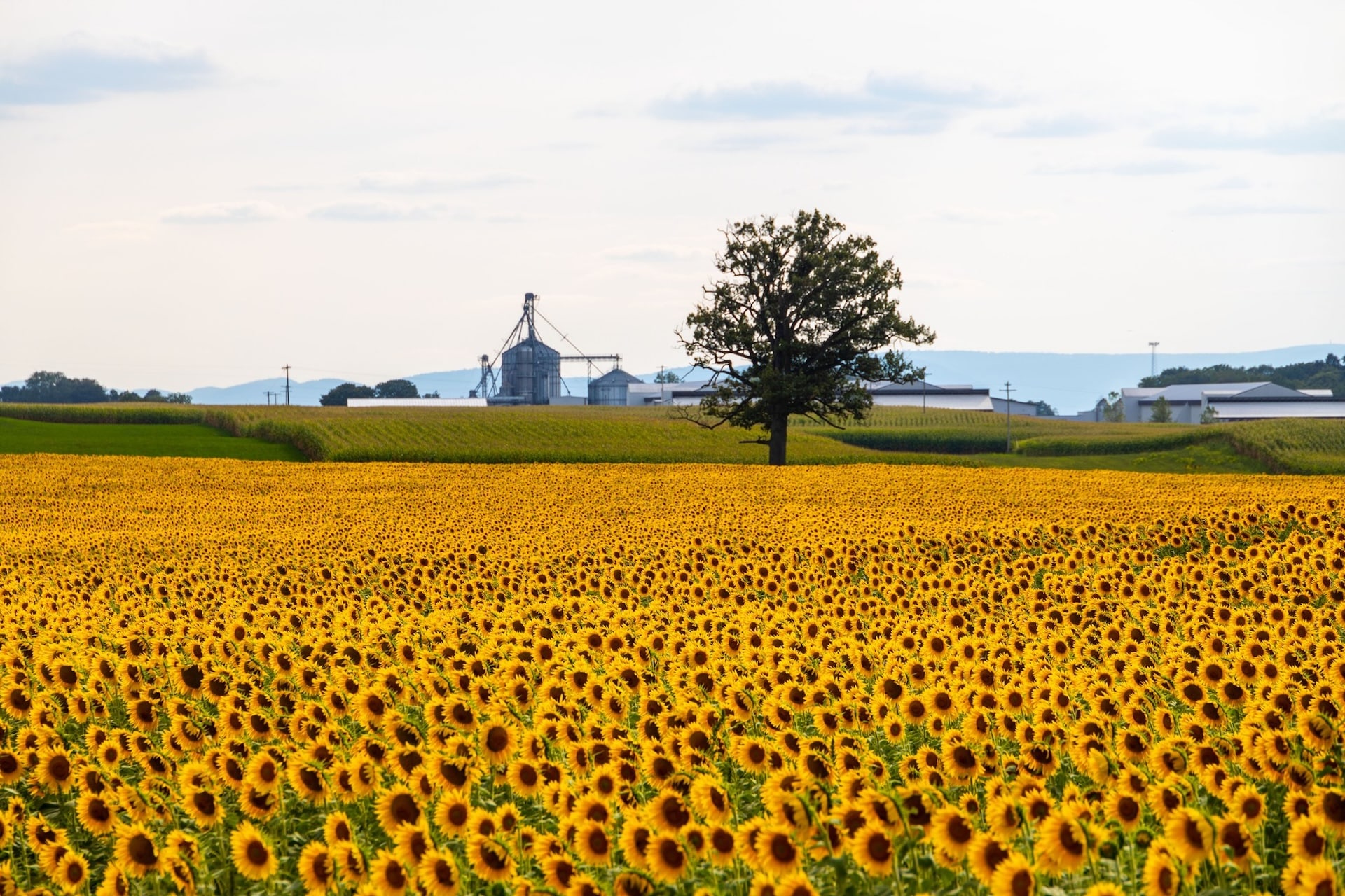 The sunflower fields at Lesher Poultry Farm.
