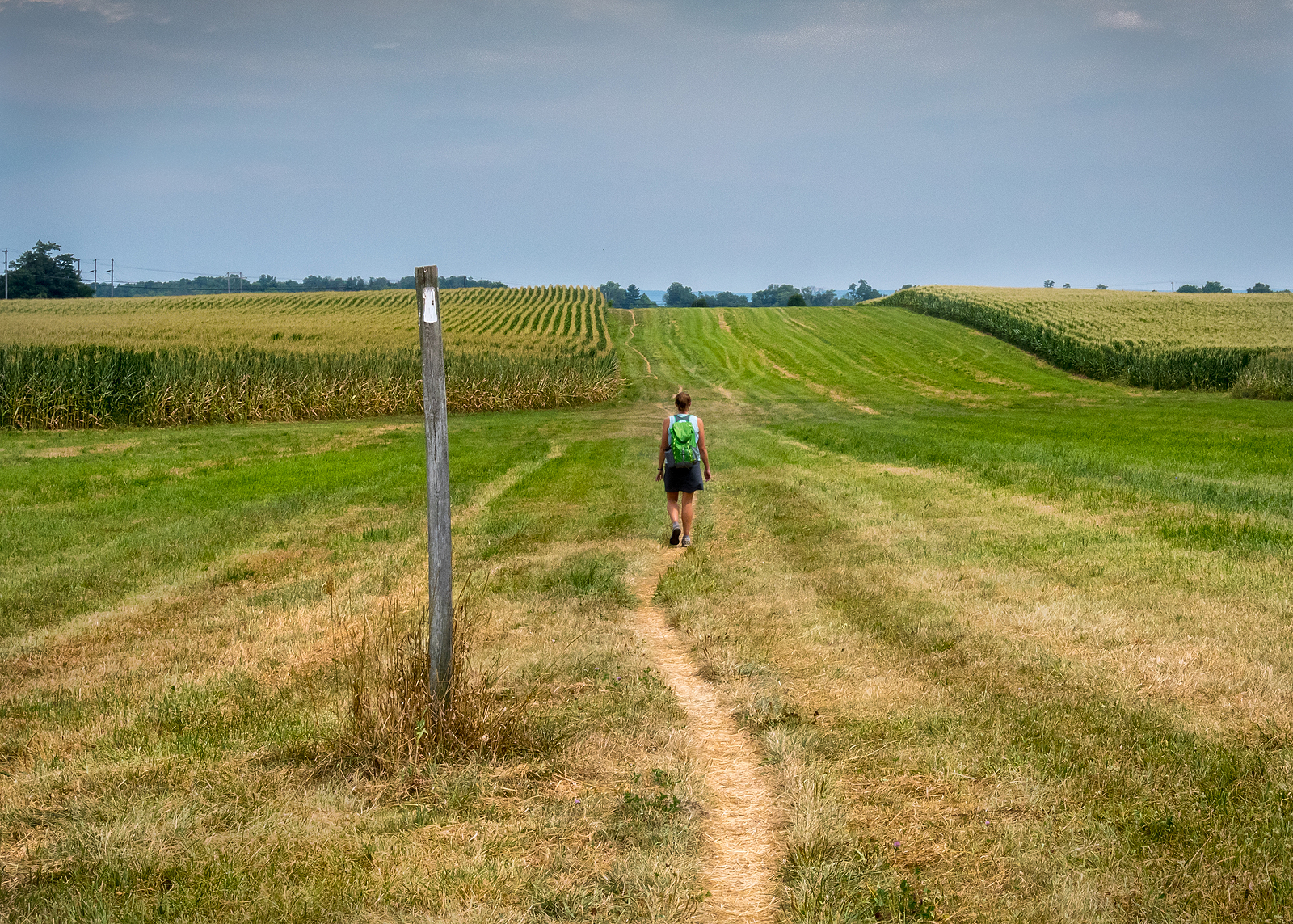 Hiking through a cornfield.