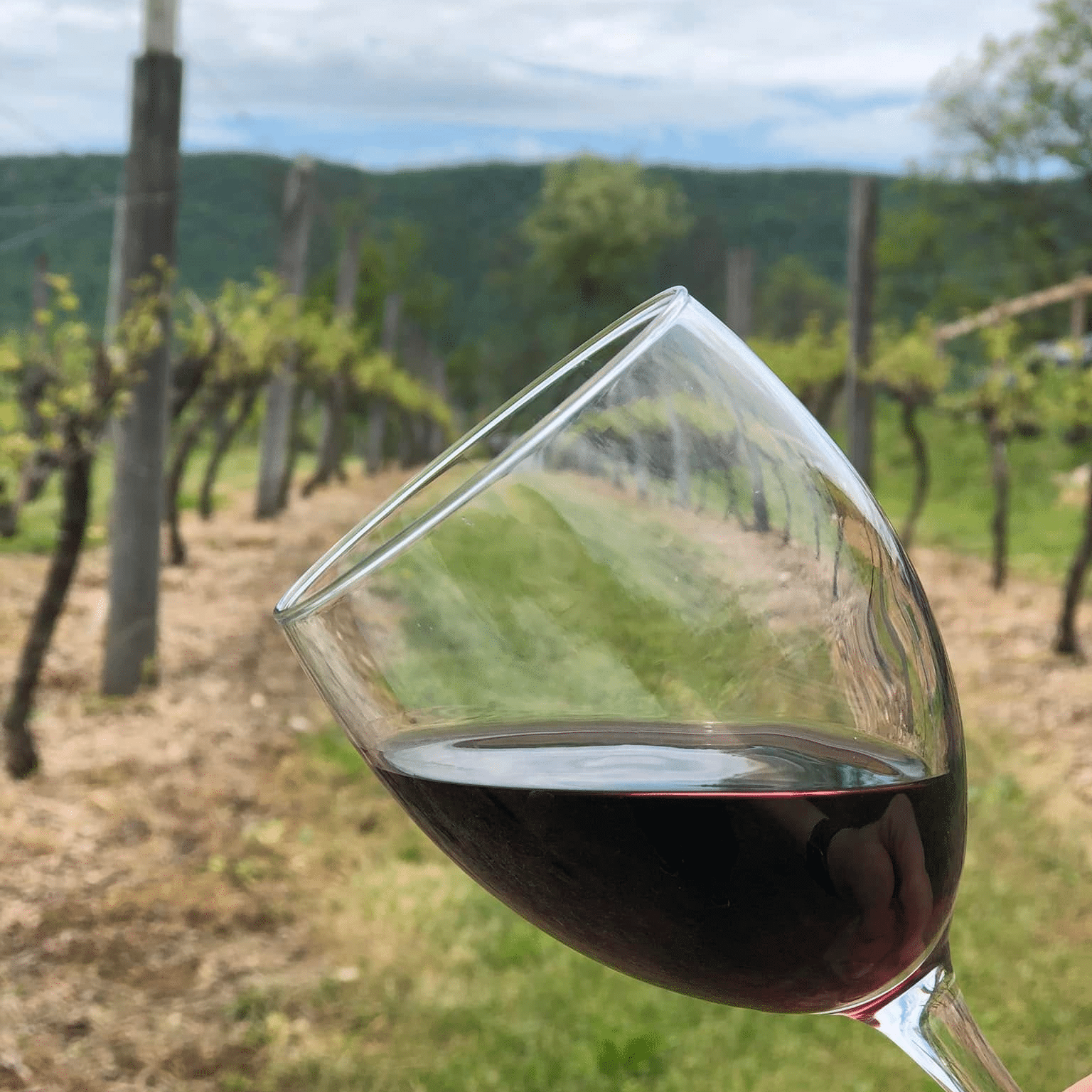 A glass of red wine at The Winery at the Long Shot Farm.
