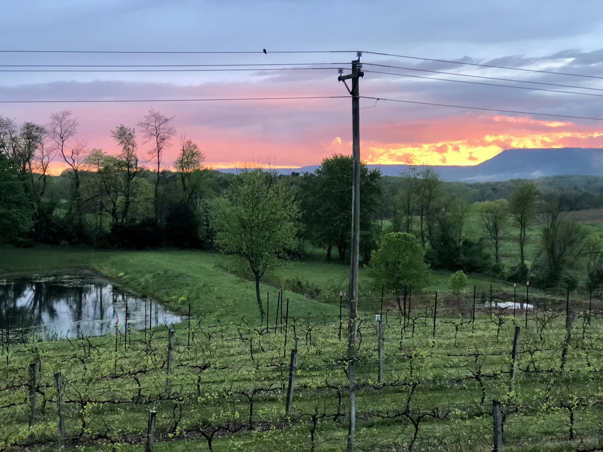 Sunset views at The Winery at the Long Shot Farm.