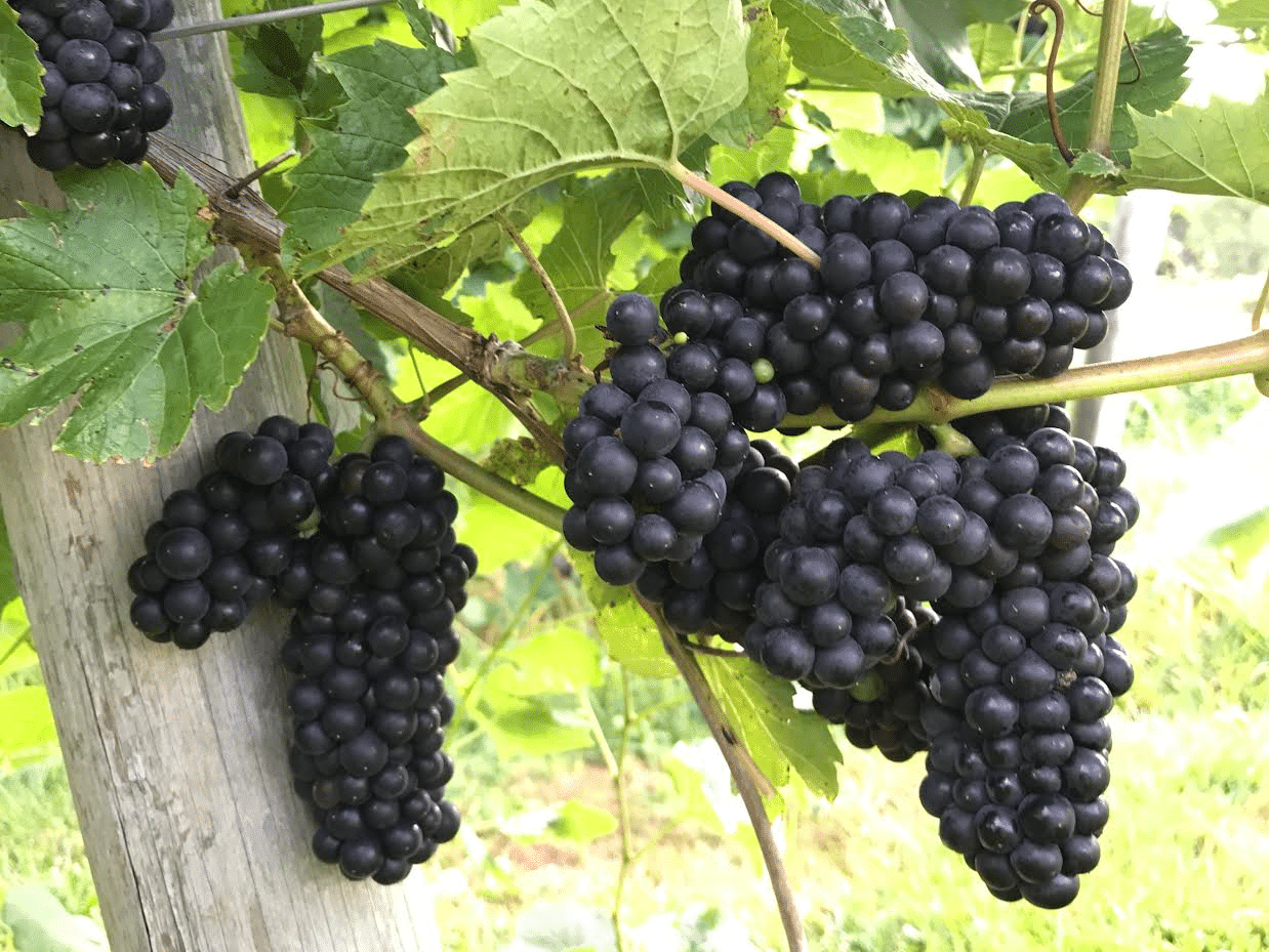 Grapes on the vine at PA Preferred® Yori Wine Cellars & Brewing Co.