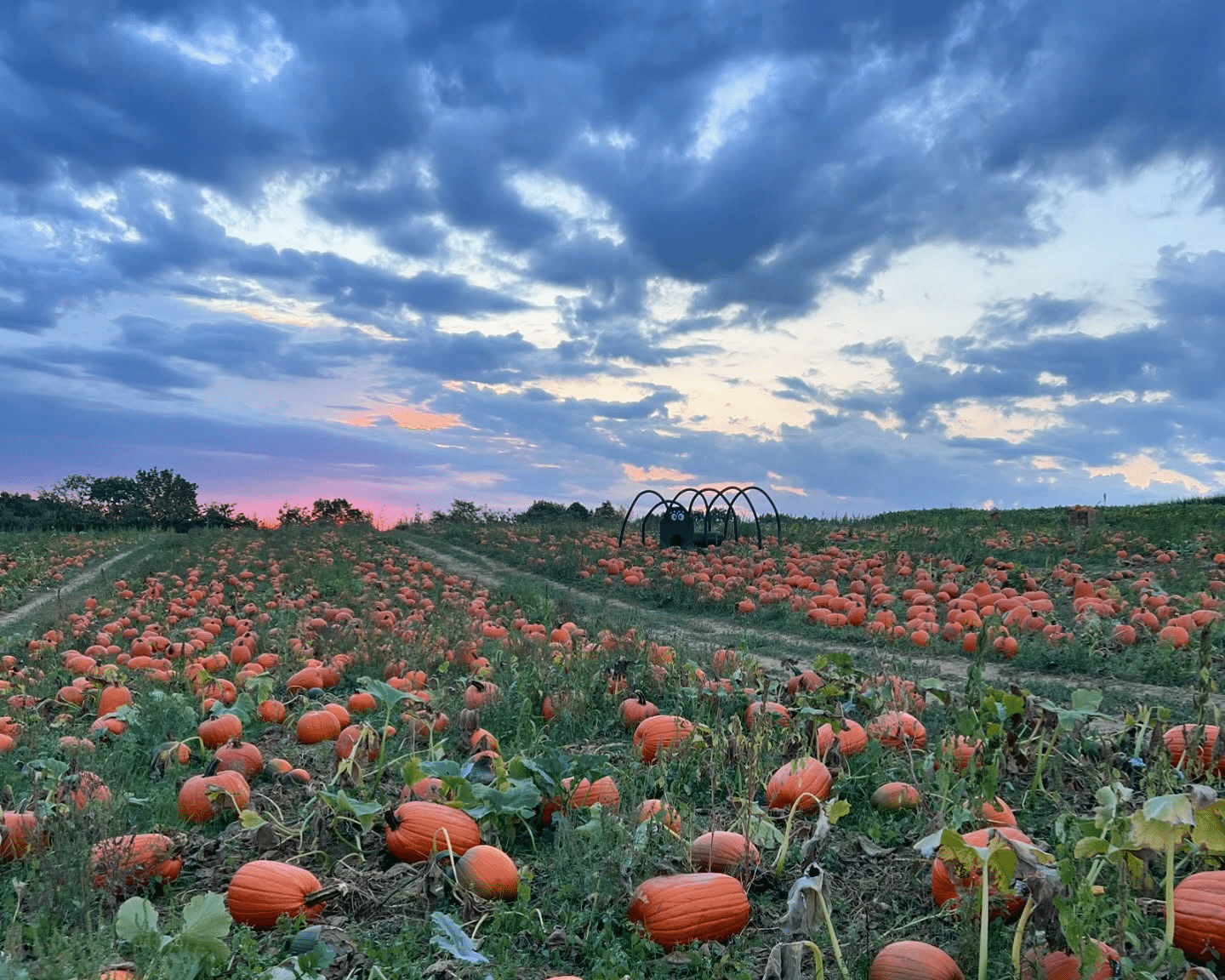A pumpkin patch at Soergel Orchards.