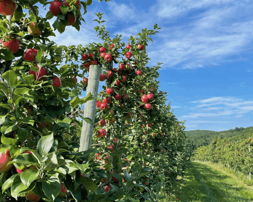 Apple trees at OHF Orchards.