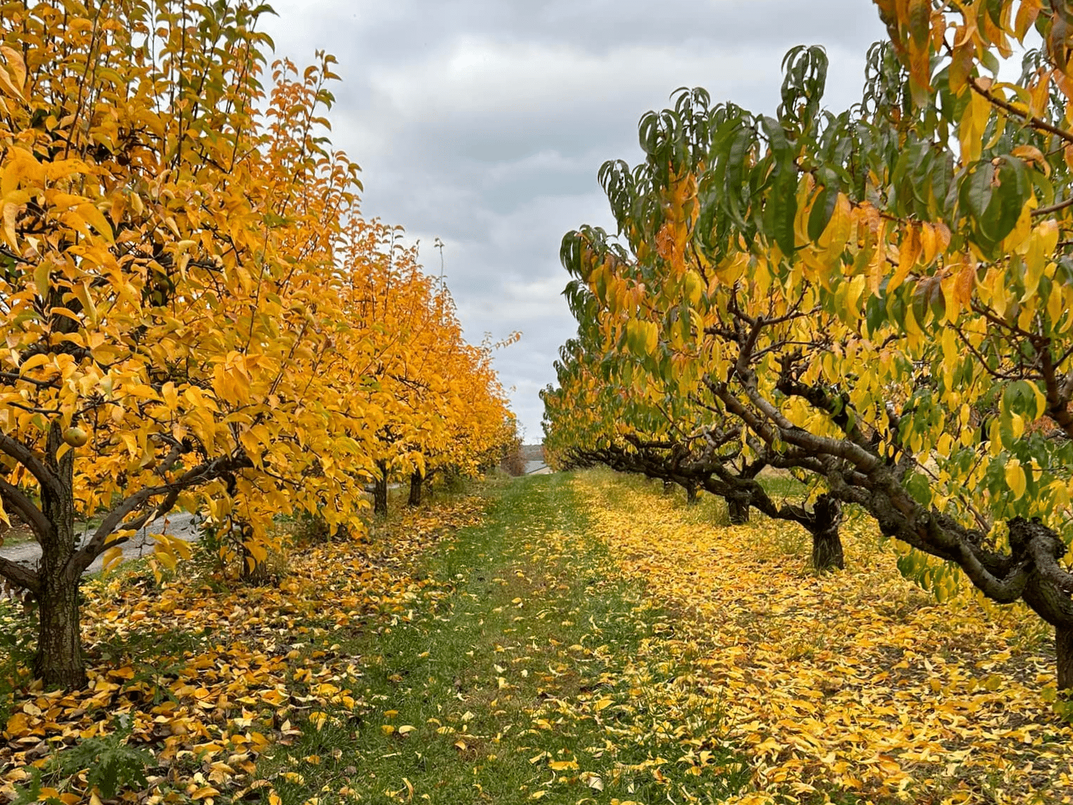 Trees at OHF Orchards.