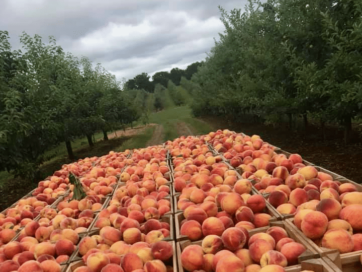 Peaches at OHF Orchards