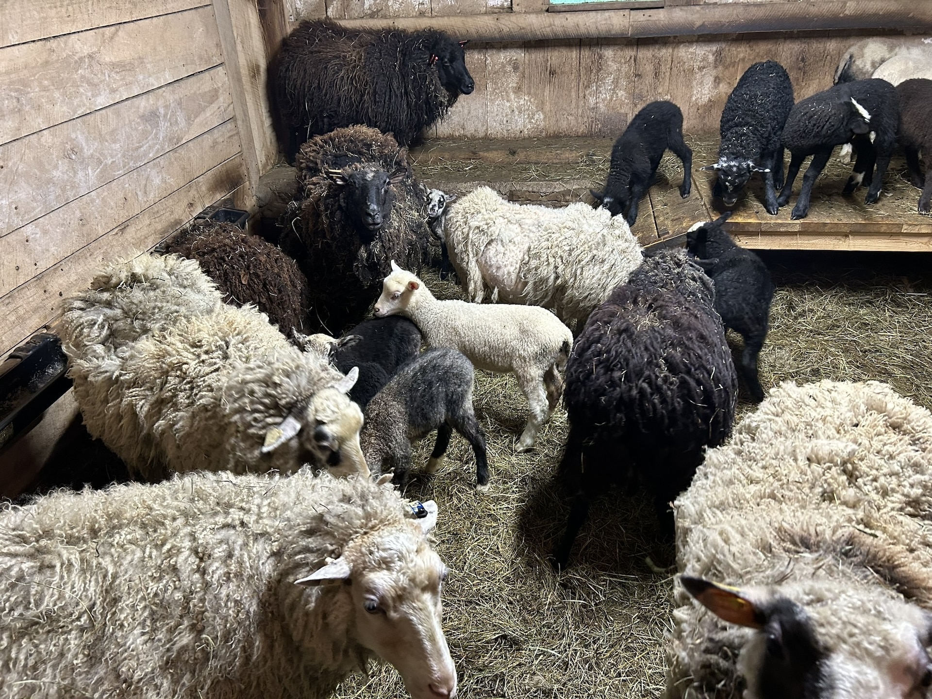 Lambs and sheep at 5 Gallon Dog Ranch.