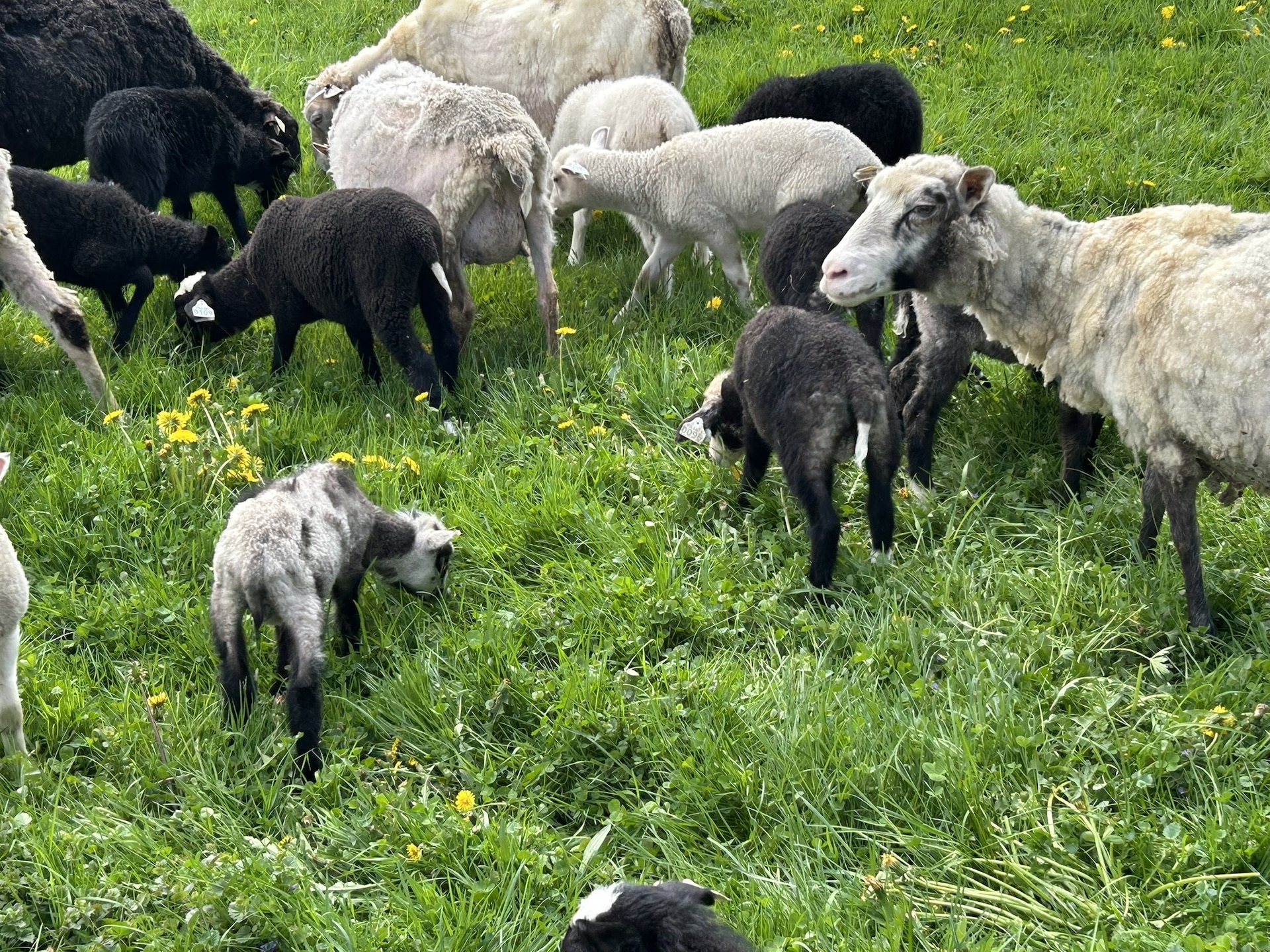 Grazing at PA Preferred® 5 Gallon Dog Ranch.