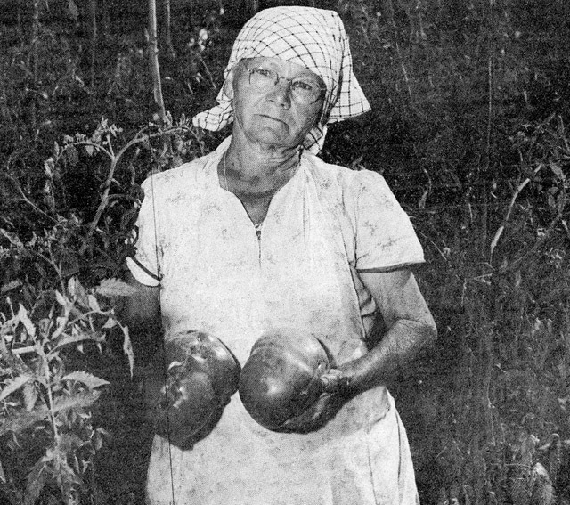 Margaret Yonski holding large tomatoes she grew in Inkerman, 1960.