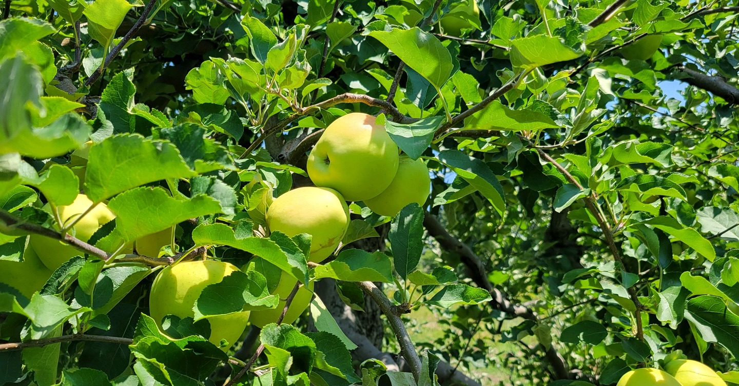Apples on the trees at Soergel Orchards.