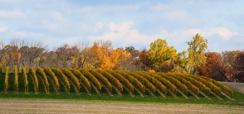 Autumn views of the vines at Waltz Vineyards Estate Winery.