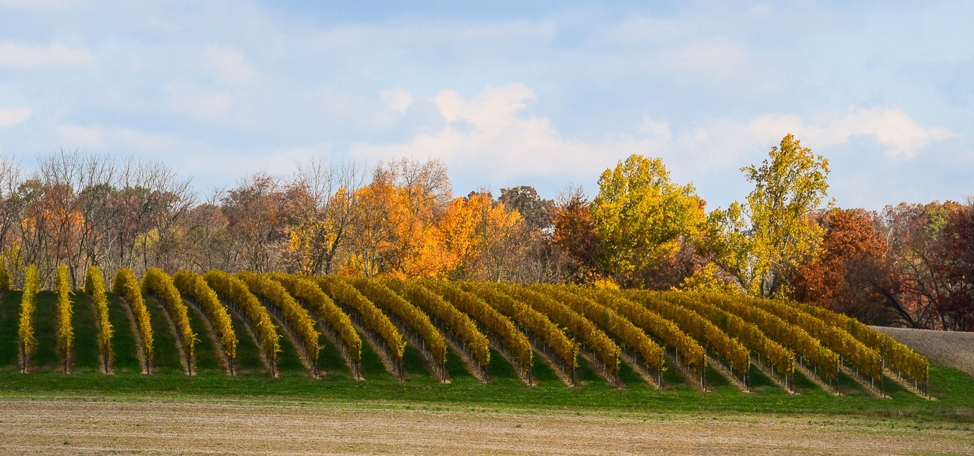 Autumn views of the vines at Waltz Vineyards Estate Winery.