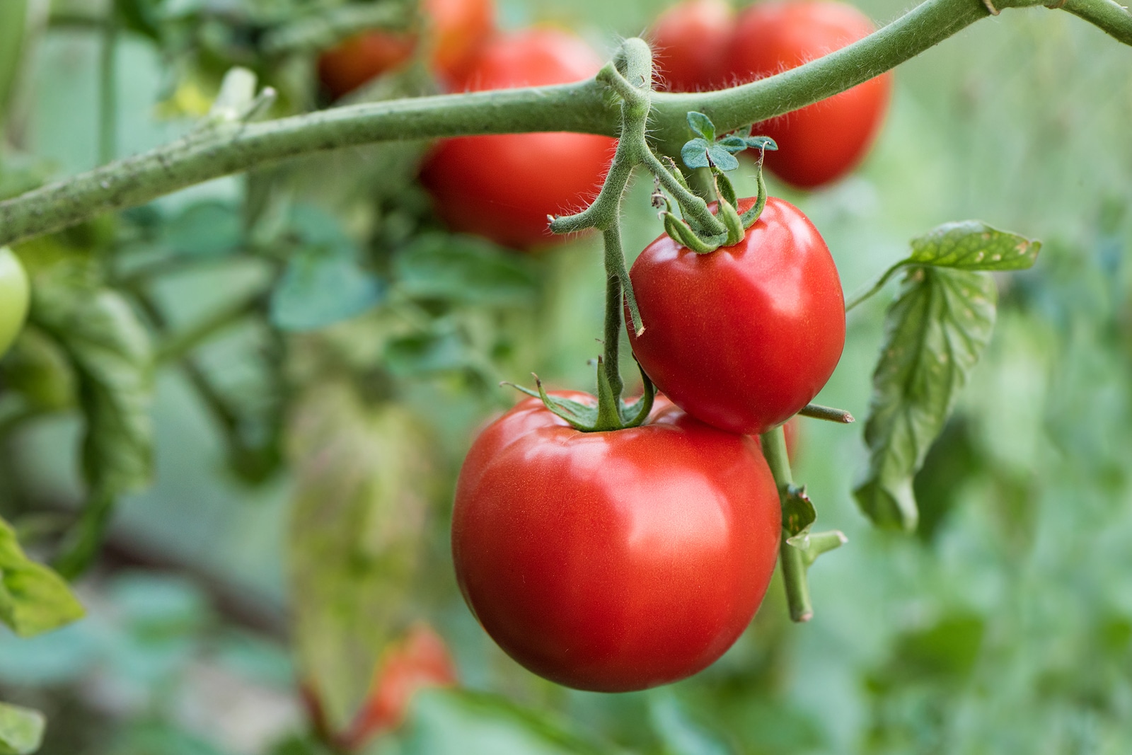 Tomatoes ripe on the vine.