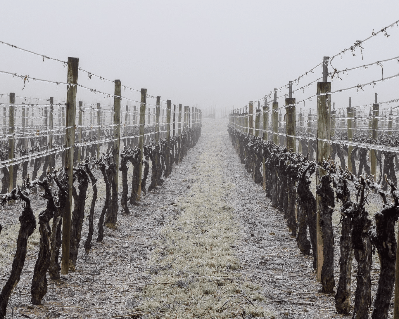 Frosty vines at Waltz Vineyards Estate Winery.