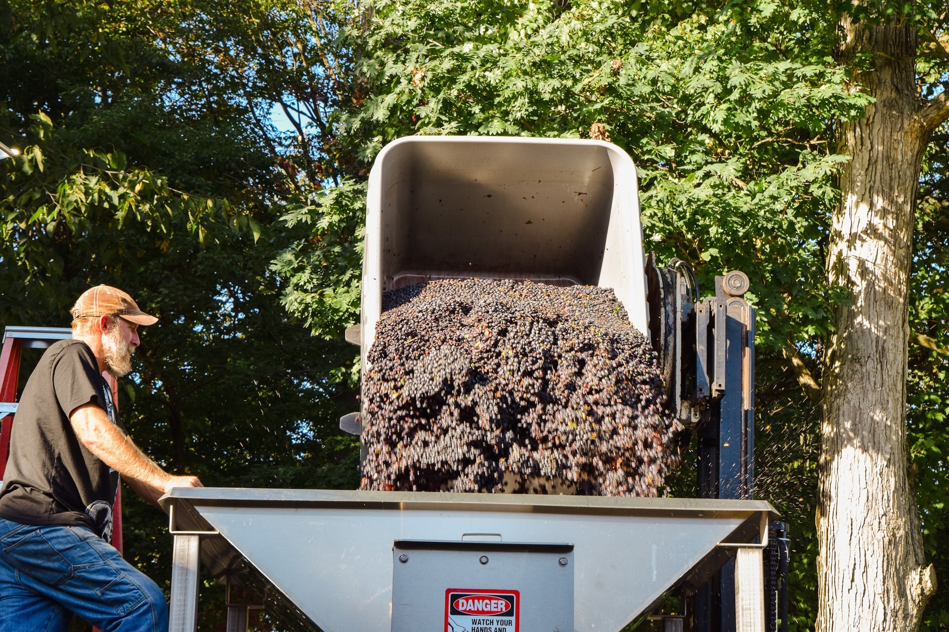 Harvest at Waltz Vineyards Estate Winery.