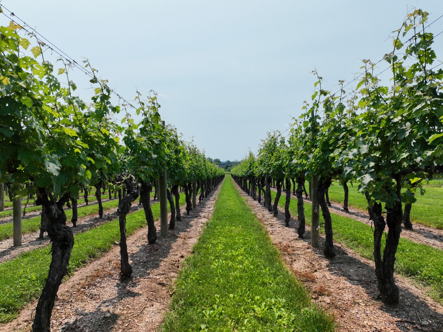 Dry soil in Lancaster PVA at Waltz Vineyards Estate Winery.