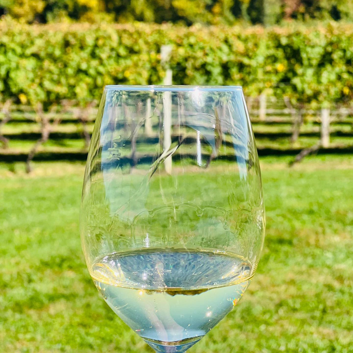 A glass of white wine at 1723 Vineyards.