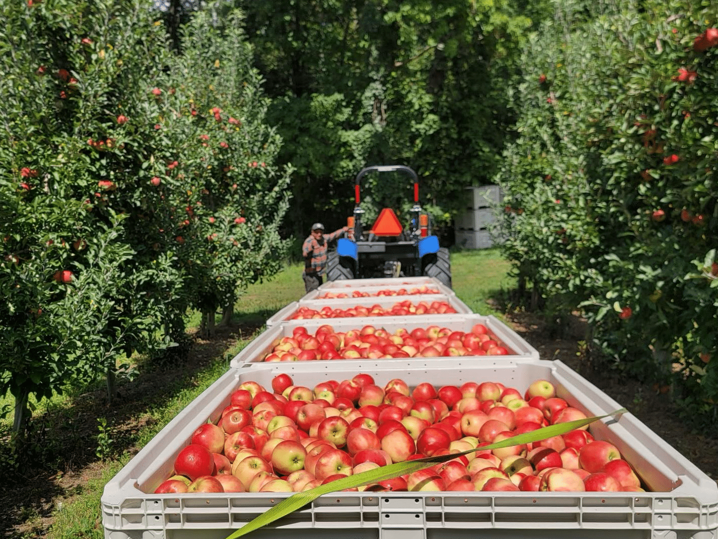 Freshly picked Autumn Crisp apples at Beechwood Orchards.