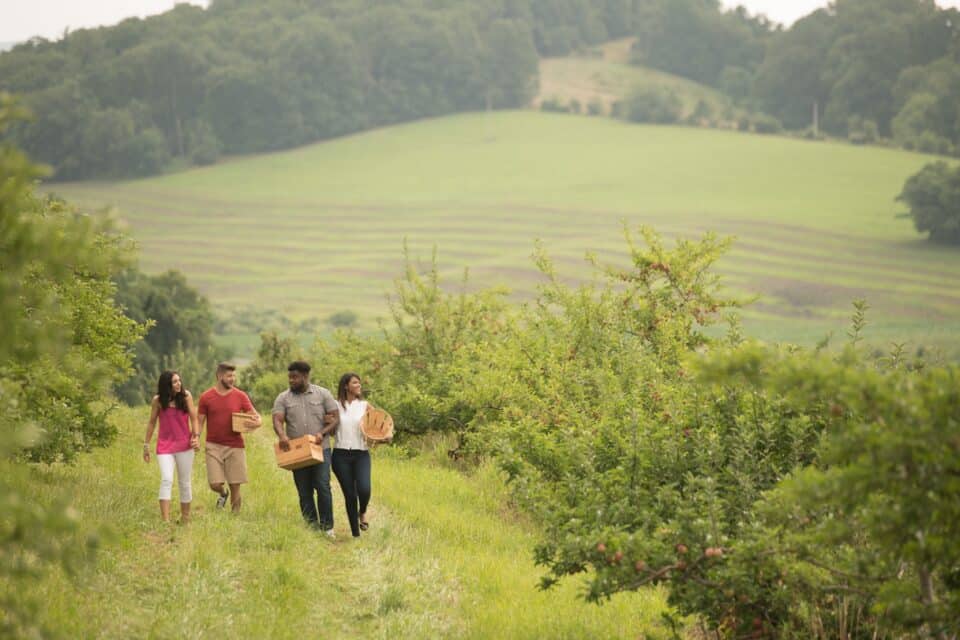 Apple picking at Boyer Nurseries & Orchards, Inc.