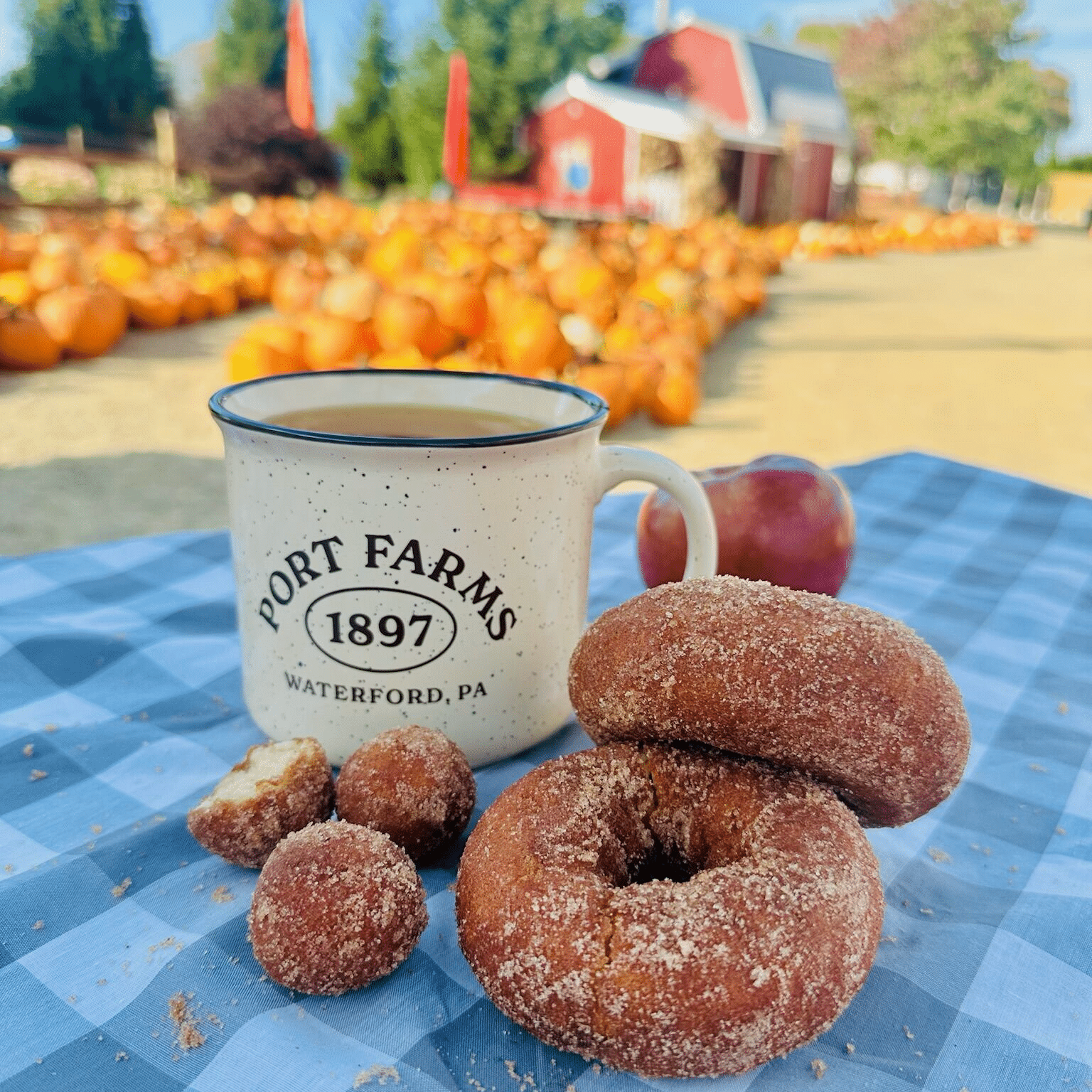 Donuts and apple cider at Port Farms.
