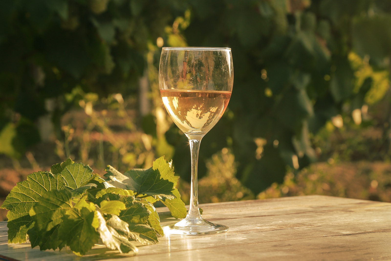 White wine at sunset in a vineyard.