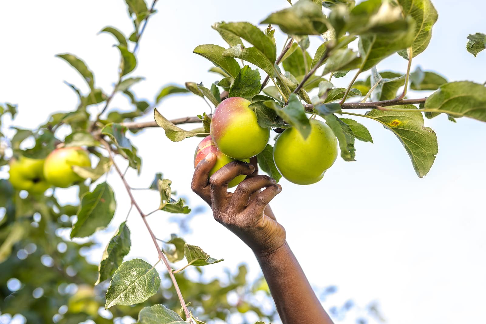 Apple picking.