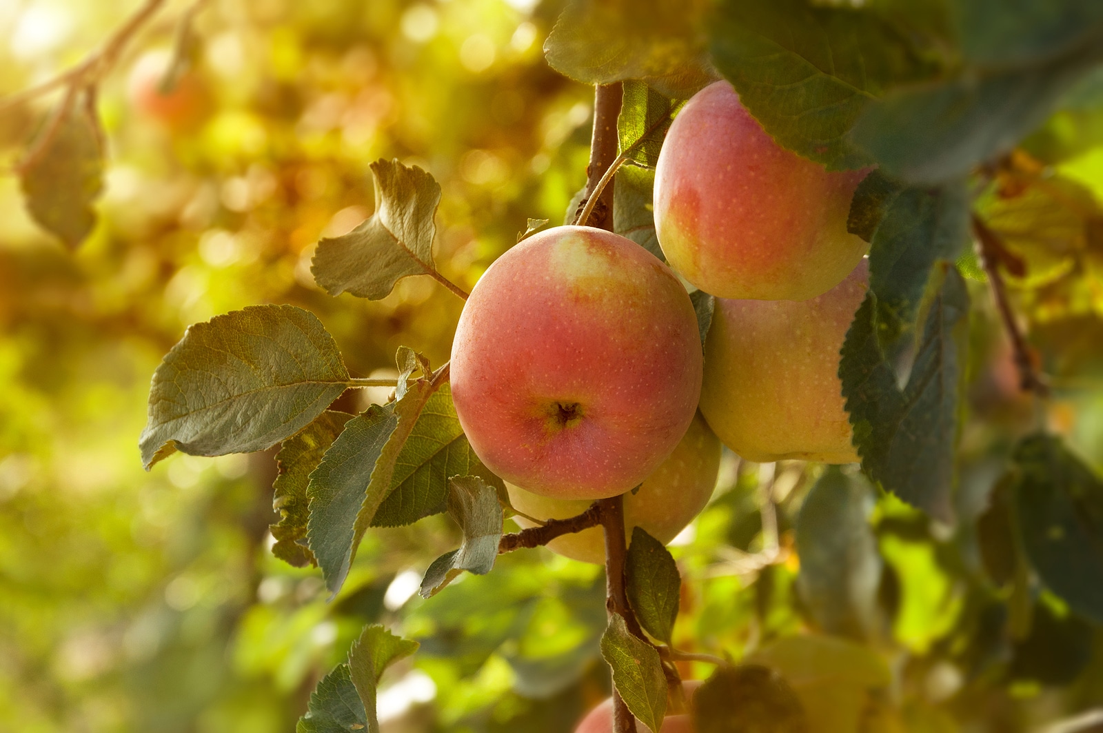 Ripe appetizing red apples on an apple tree branch in the garden in the sun. Orchard with ripe apples on apple tree branches. Fruits on a fruit tree branch in backlight. Harvest apples.
