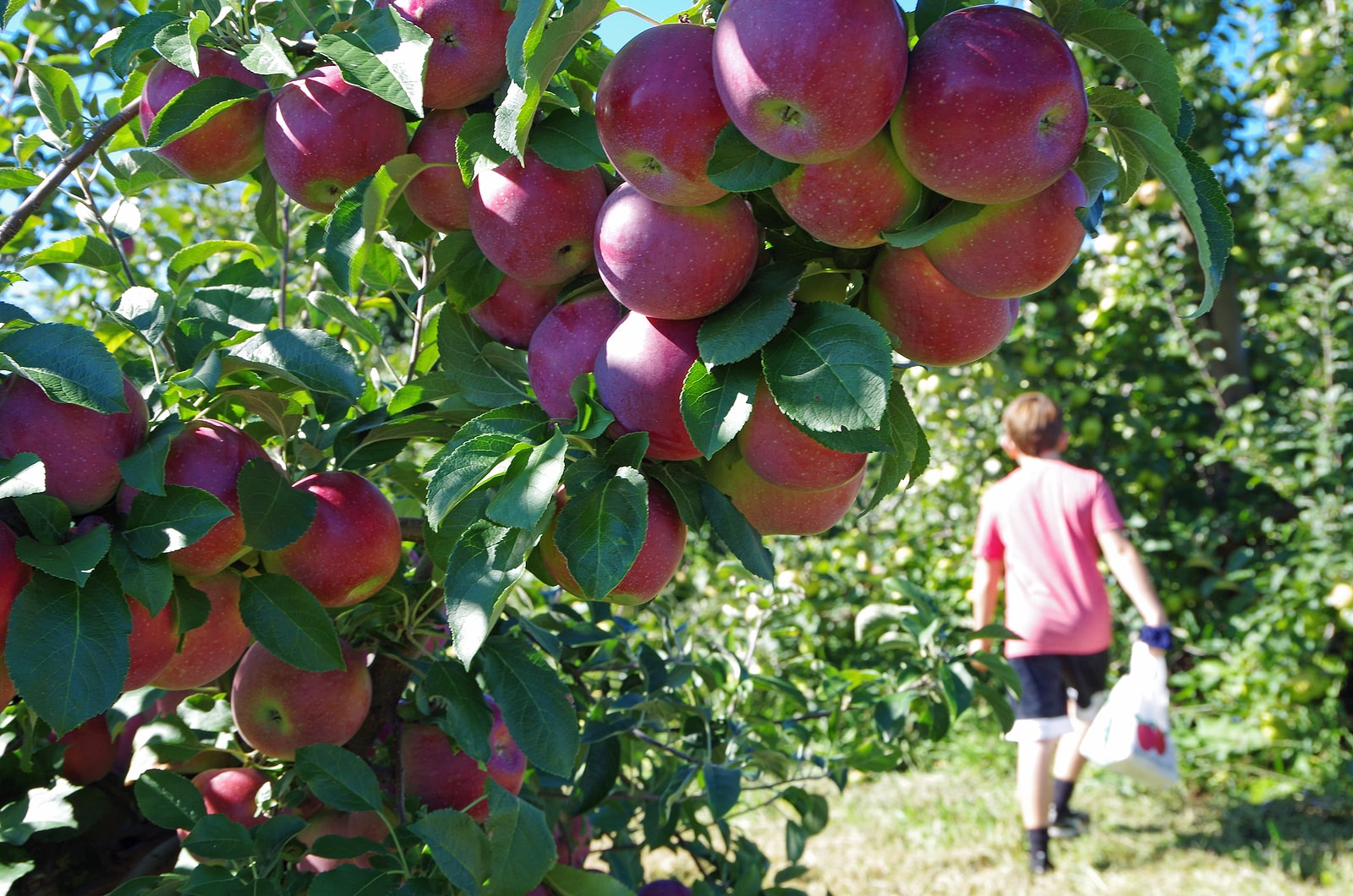 Young boy apple picking in an apple orchard.