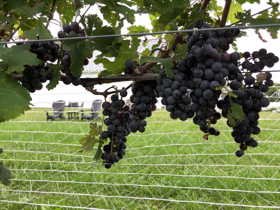 Cabernet Franc grapes at 1723 Vineyards.
