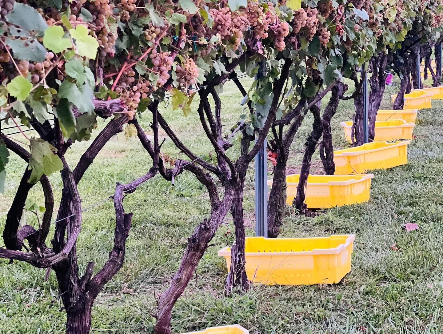 Alboriño grapes at 1723 Vineyards in the Brandywine Valley PVA.