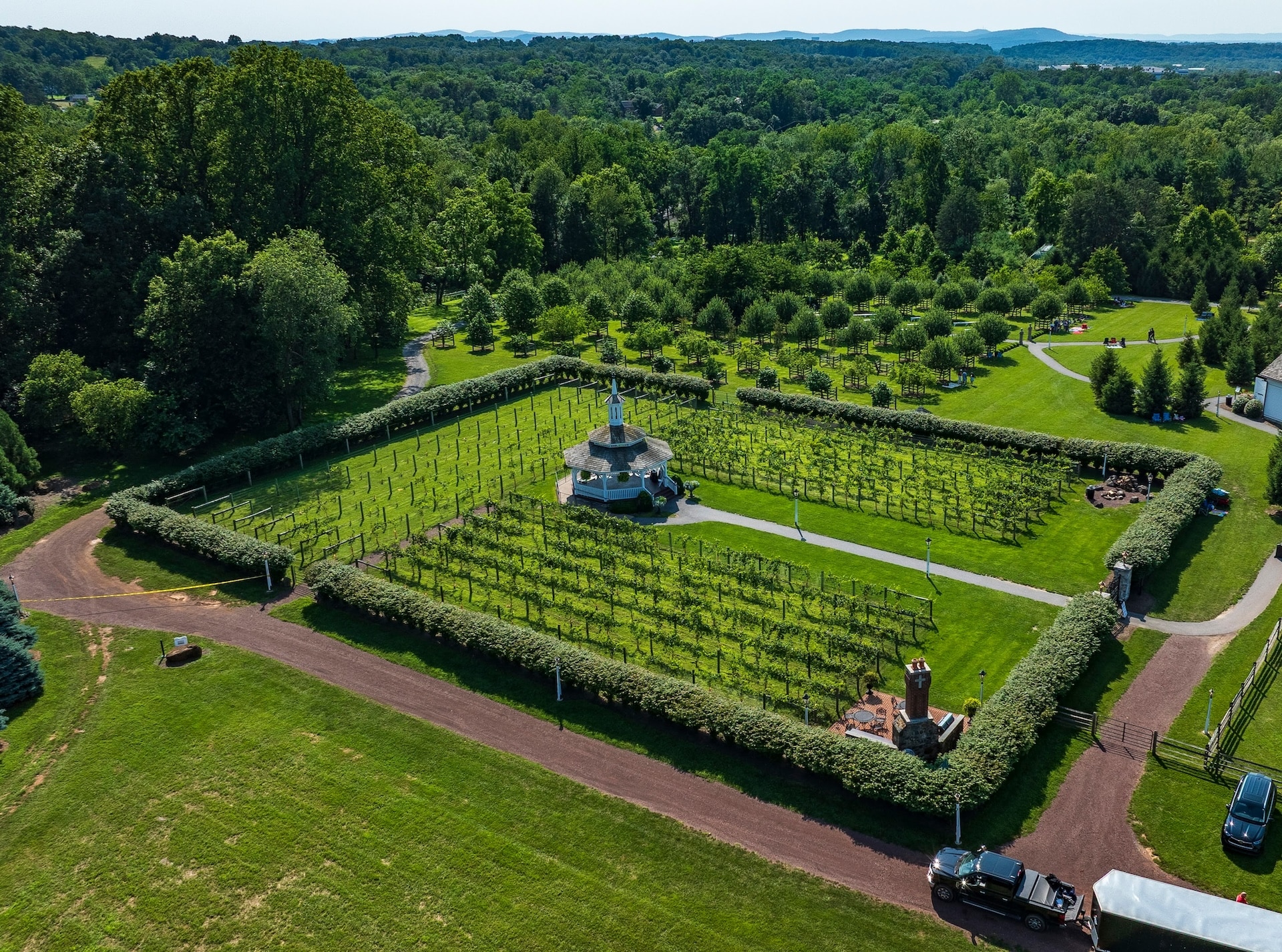 A vineyard at Stone Gables Estate.