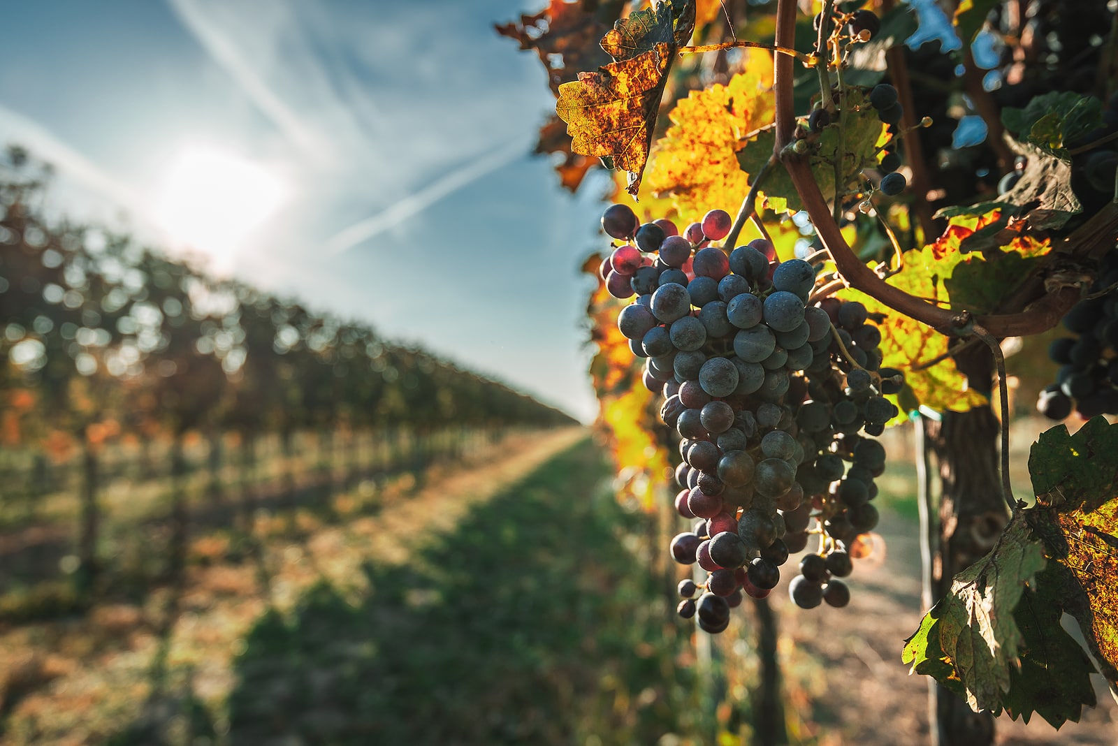Grapes hanging on the vine.
