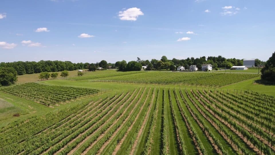 The vineyards at 1723 Vineyards.