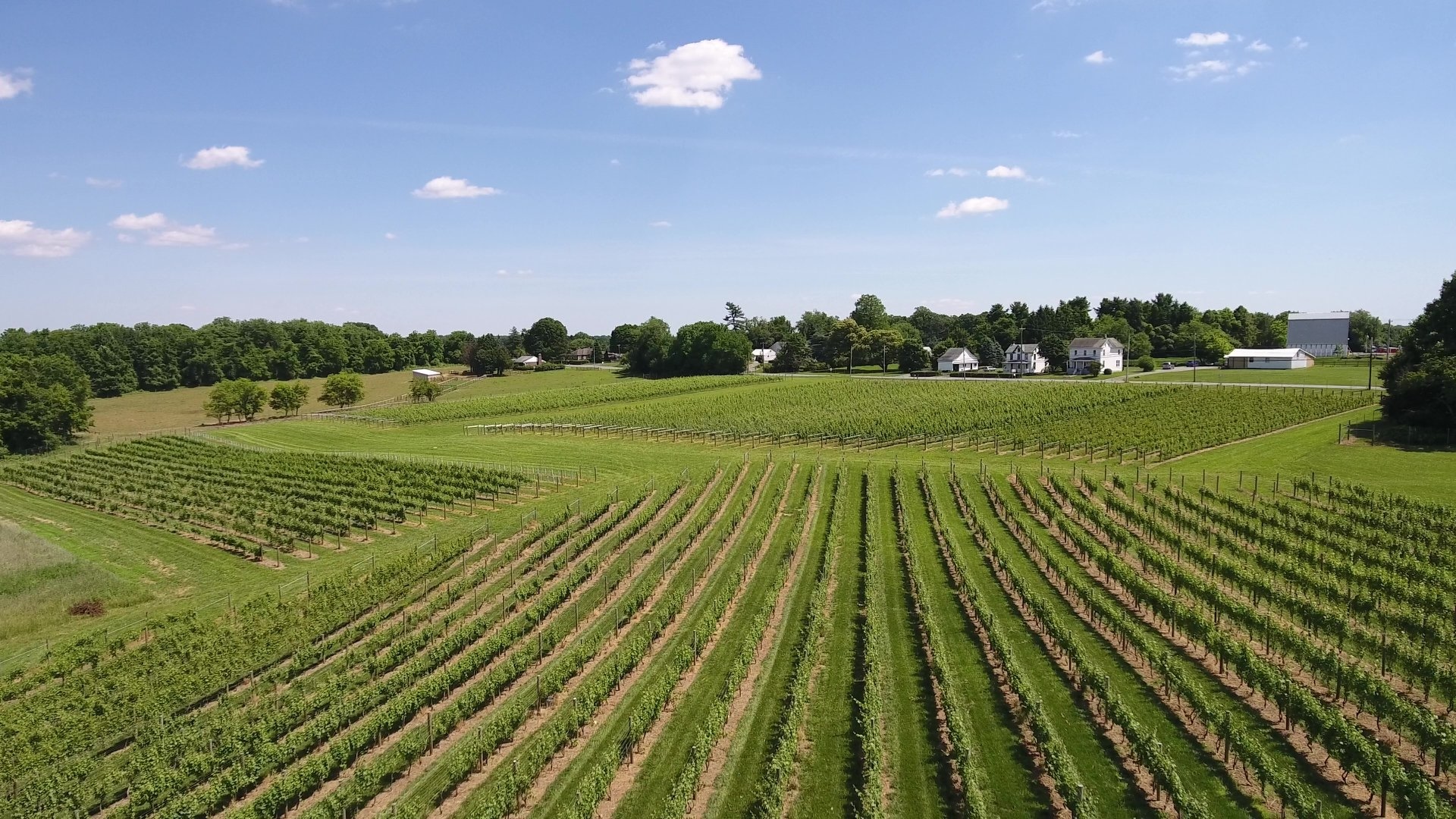 The vineyards at 1723 Vineyards.