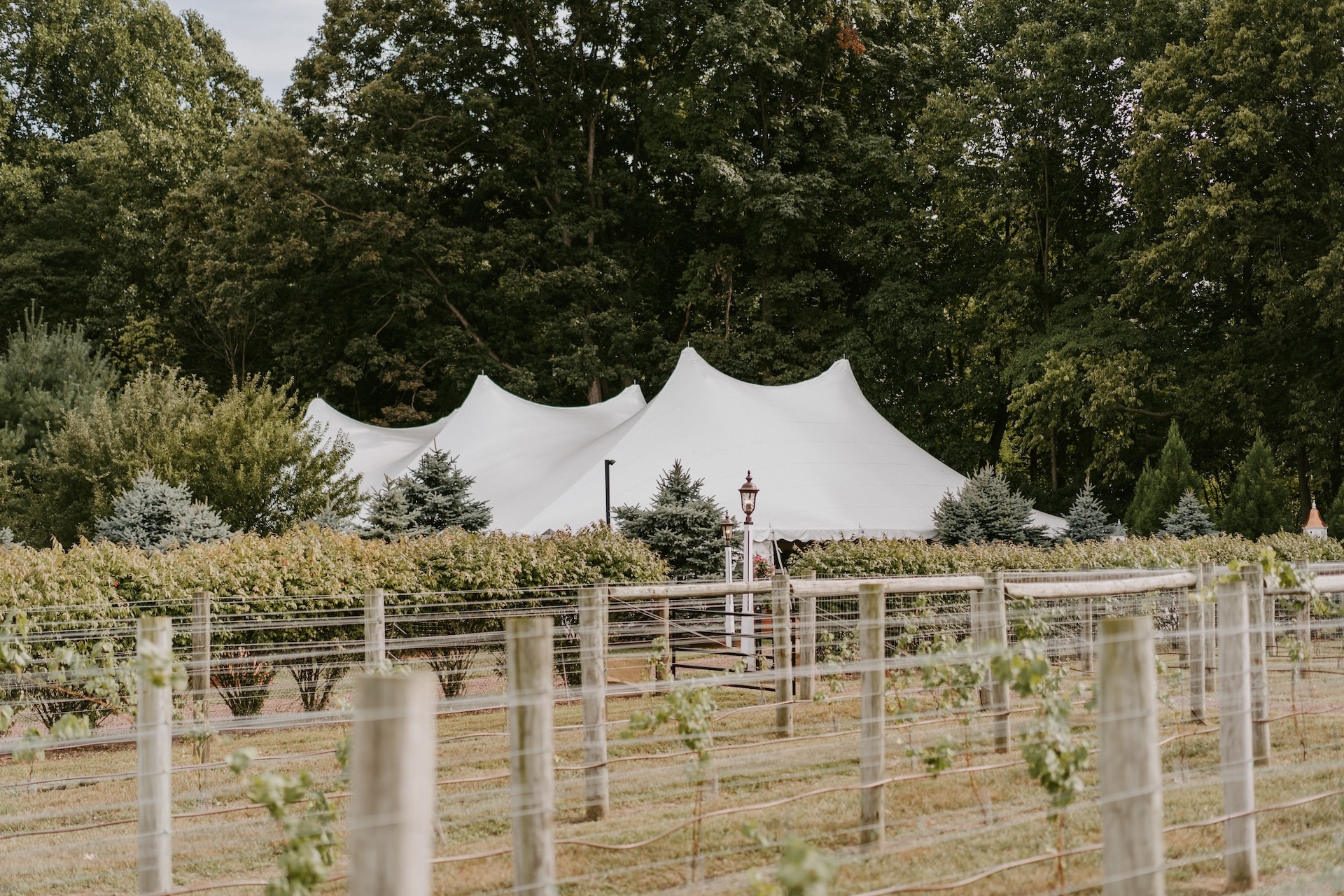 Vineyard at Stone Gables Estate.