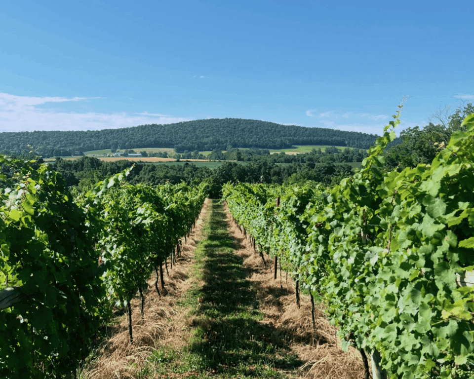 Armstrong Valley Vineyard & Winery