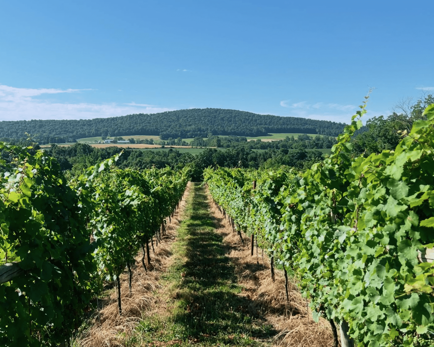 Armstrong Valley Vineyard & Winery